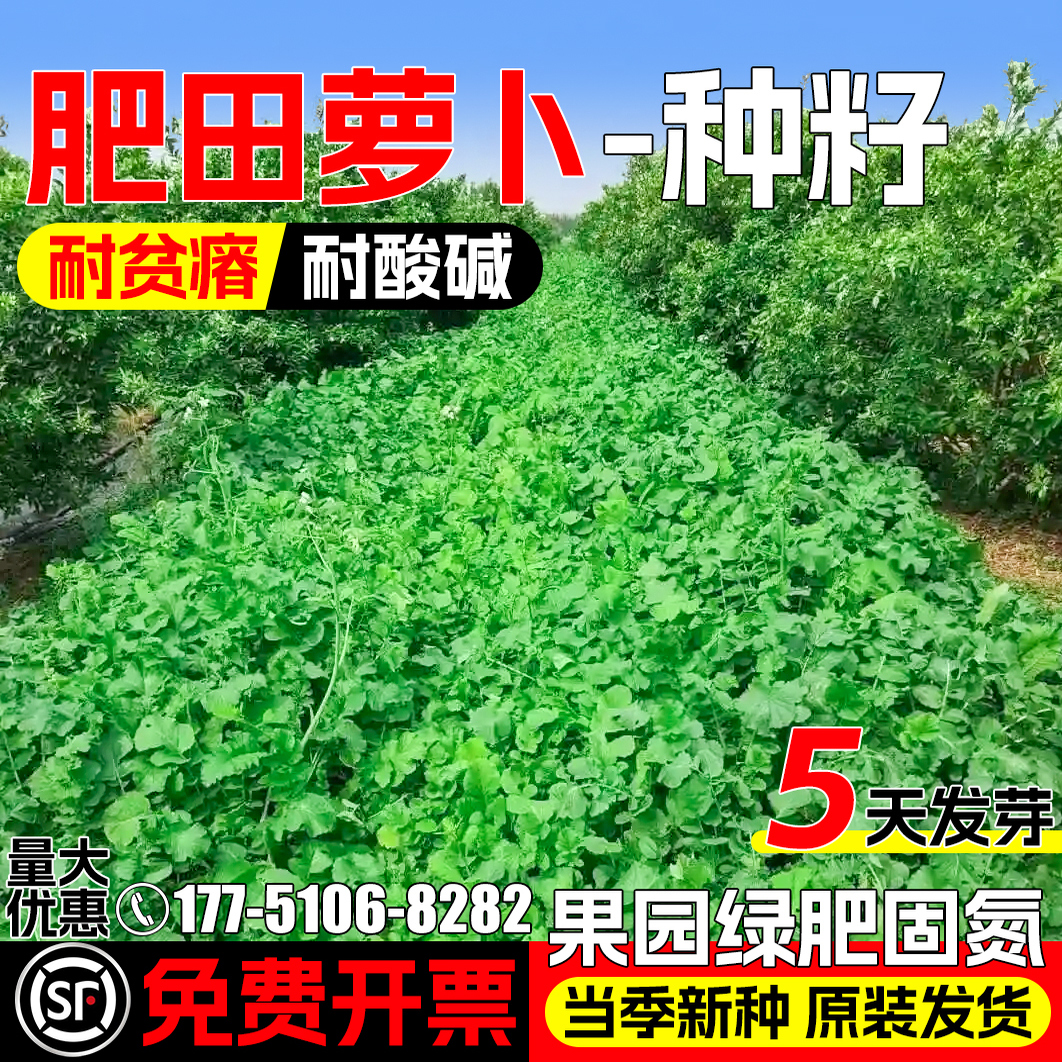 肥田萝卜种子多年生耐贫瘠果园绿肥草籽耐盐耐碱蜜源固氮改善土壤