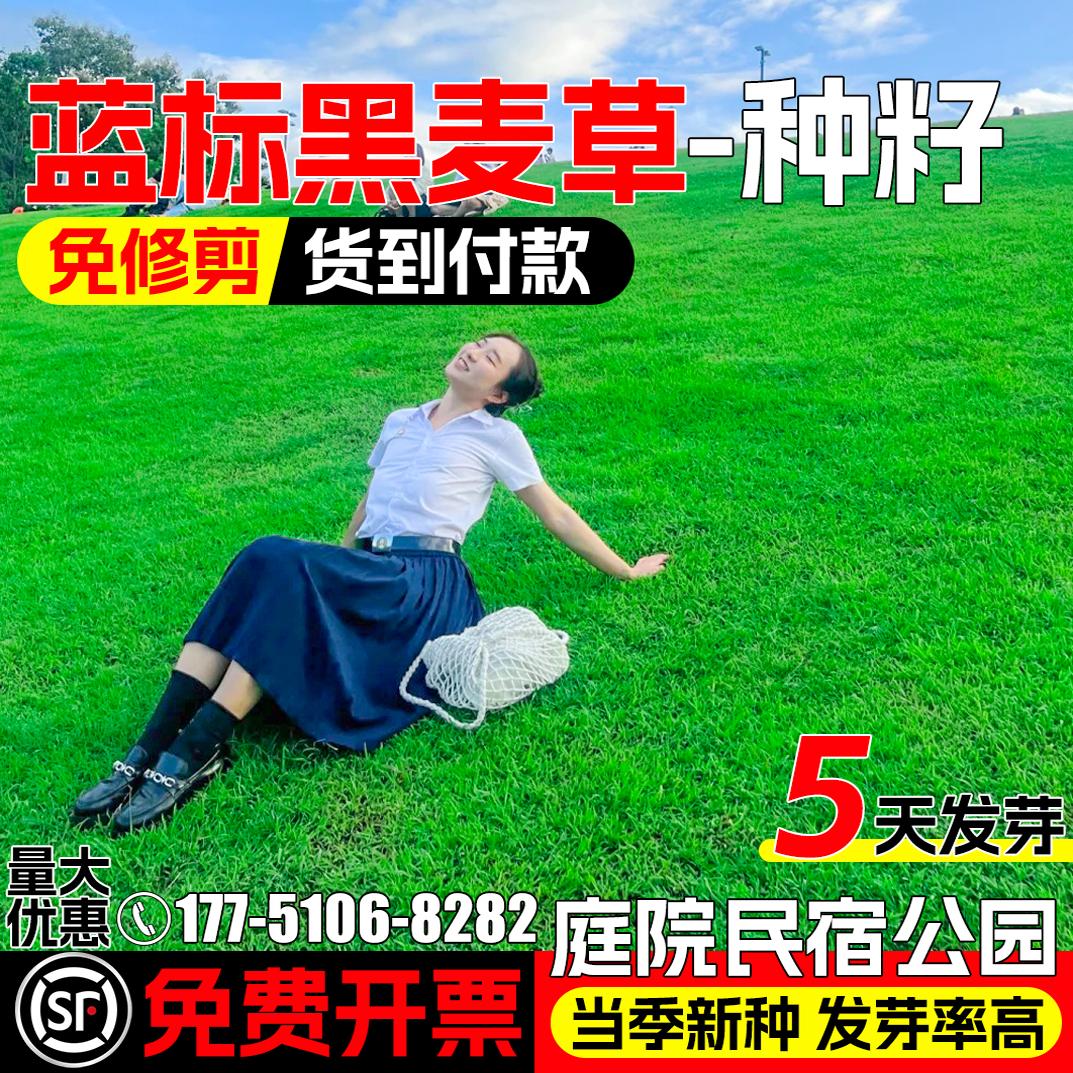 蓝标黑麦草种子四季常青庭院别墅民宿露营耐践踏草坪草籽绿化种籽