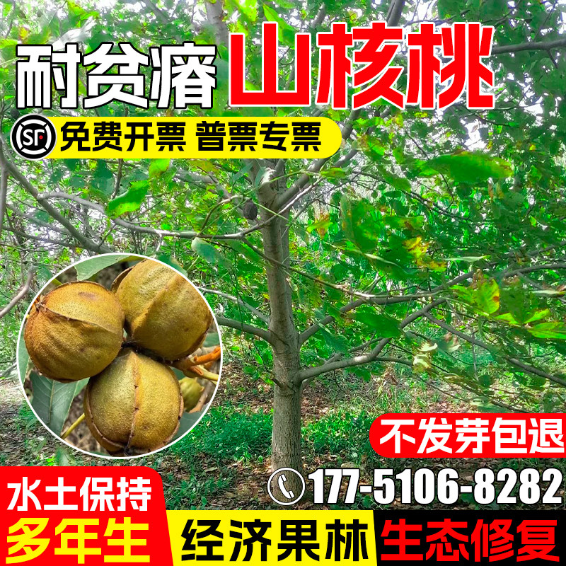 山核桃种子水土保持生态修复绿化