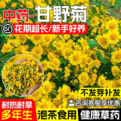 野菊花种子公园景观绿化花海打造