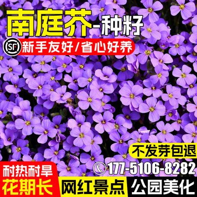 南庭芥种子公园民宿花海景观美化