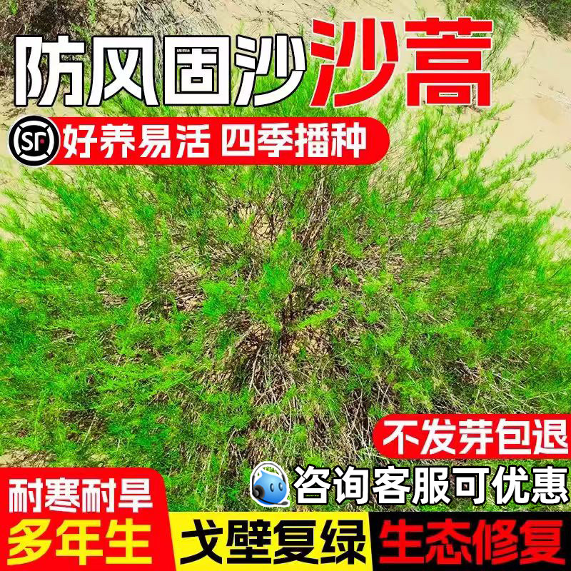 野生沙蒿种子多年生抗风沙牧草种籽护坡固土荒漠植被生态绿化草籽