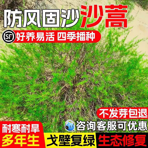 野生沙蒿种子多年生抗风沙牧草种