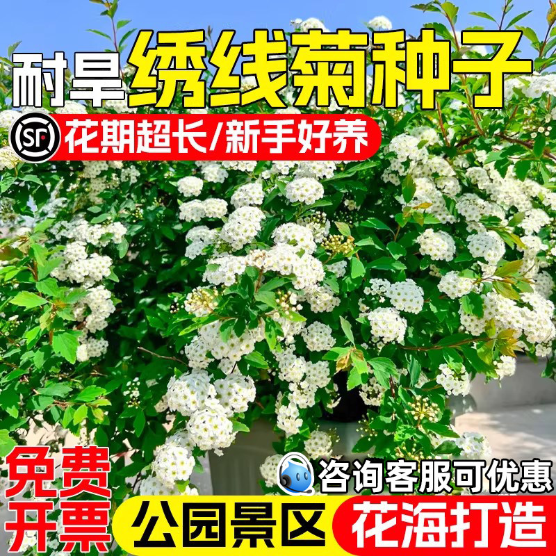 绣线菊花籽公园景区花海景观美化