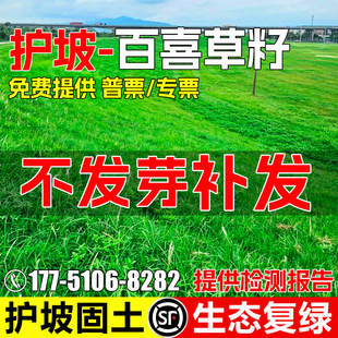 百喜草草籽宽叶雀稗宽叶草多年生护坡固土生态复绿耐旱耐热草种子