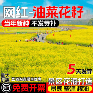 油菜花种子高产观赏食用耐寒耐旱春油菜花籽榨油菜籽景区花海打造