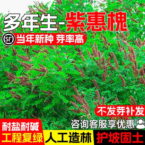 紫穗槐种籽护坡固土复绿灌木草籽