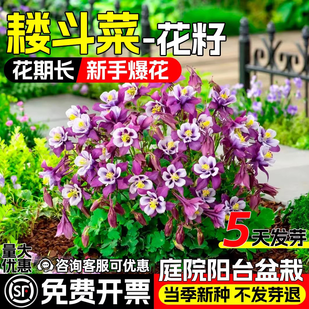 耧斗菜种子庭院阳台盆栽猫爪花籽