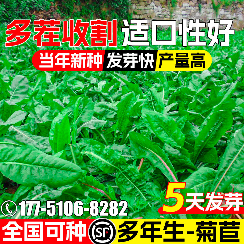 将军菊苣种籽牧草种子多年生草籽