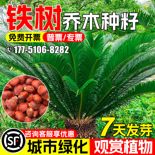 铁树种籽城市绿化道路两旁树种