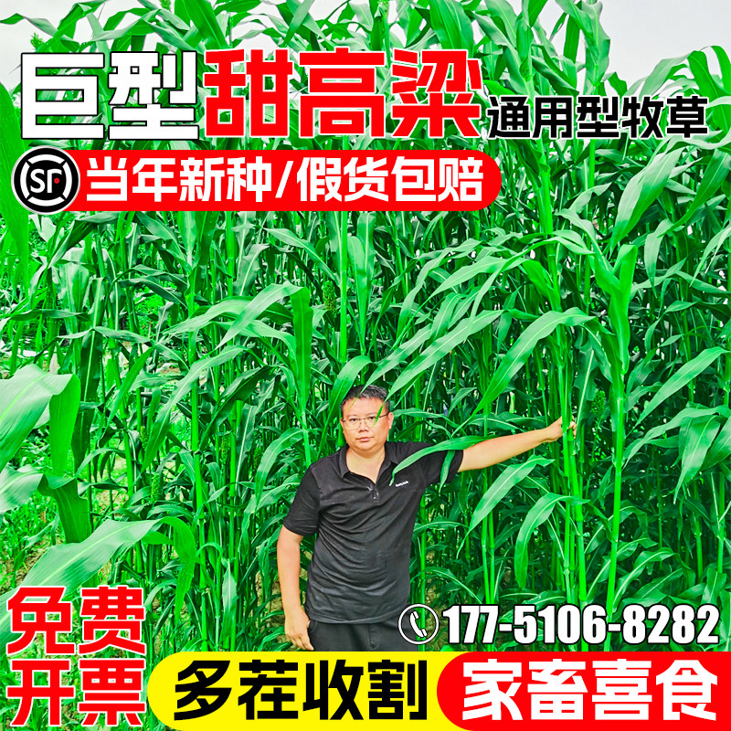甜高粱种籽牧草种子多年生草籽