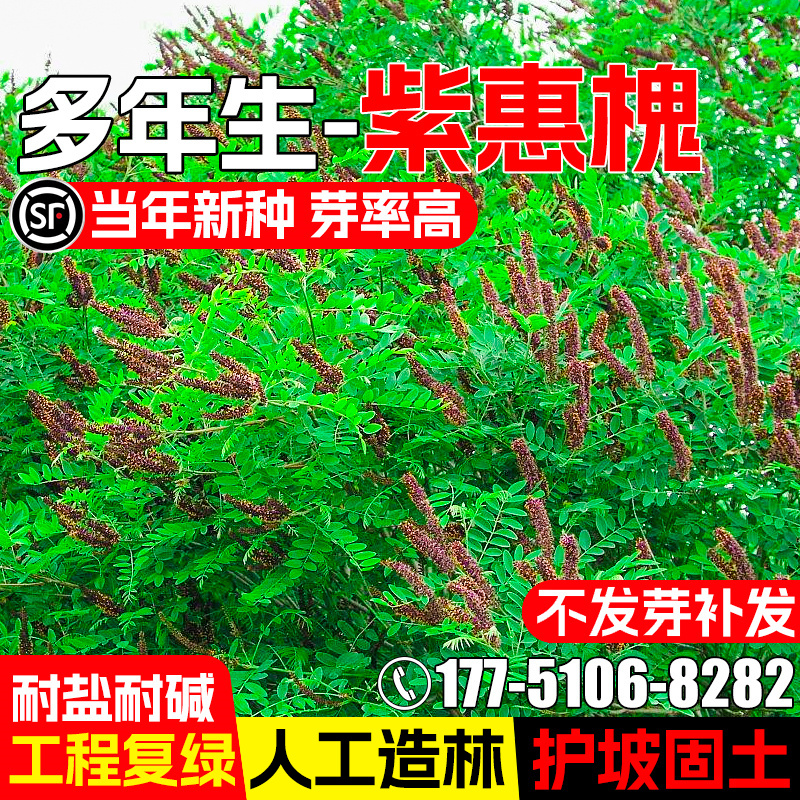 紫穗槐种籽护坡固土灌木种子耐寒耐旱多年生矿山工程绿化复绿草籽