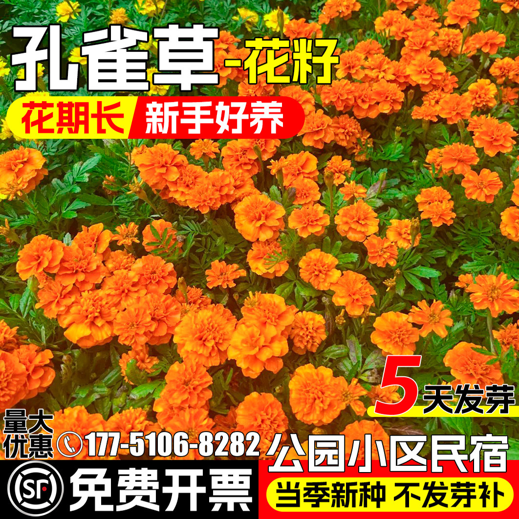 孔雀草花籽四季播种种籽野花组合