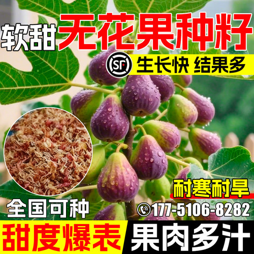 无花果种子波姬红奶浆果树苗种籽