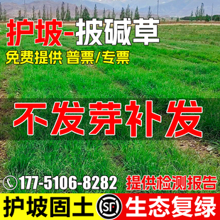 披碱草种子耐盐碱草种籽多年生护坡固土生态复绿四季抗风沙牧草籽