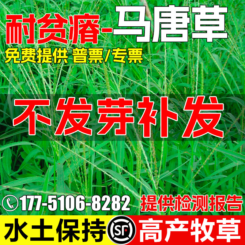 马唐草四季高产生态修复水土保持