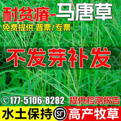 马唐草四季高产生态修复水土保持