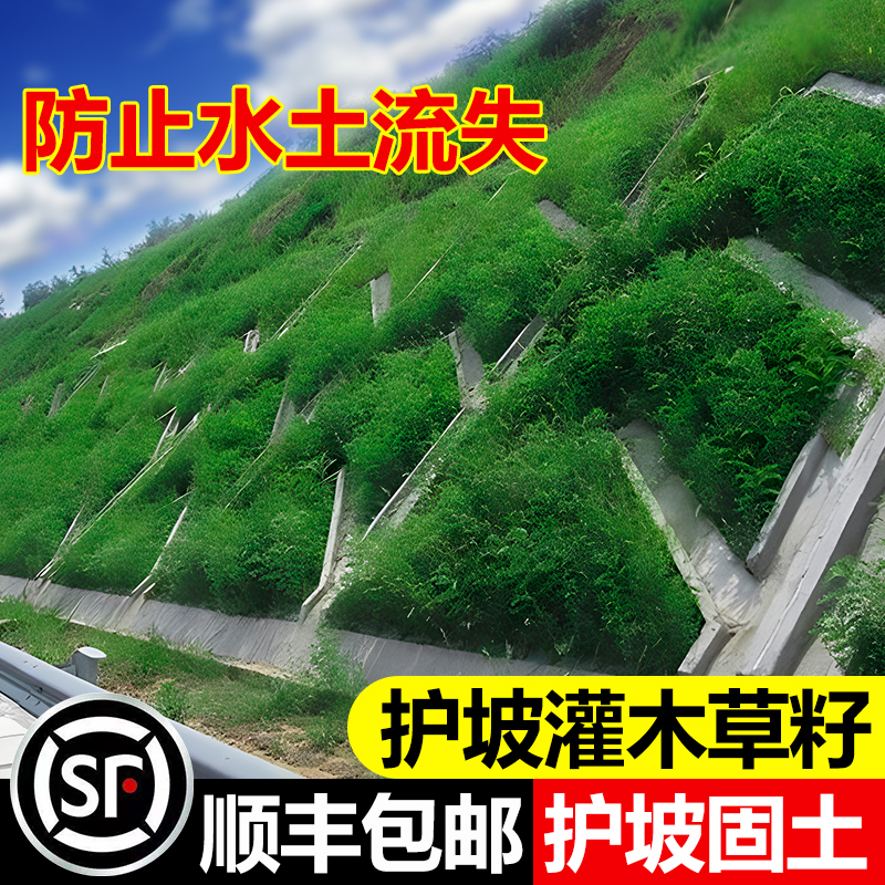 护坡灌木草籽胡枝子紫穗槐小冠花荆条猪屎豆刺槐籽银合欢灌木种子