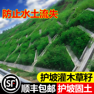 护坡灌木草籽胡枝子紫穗槐小冠花荆条猪屎豆刺槐籽银合欢灌木种子