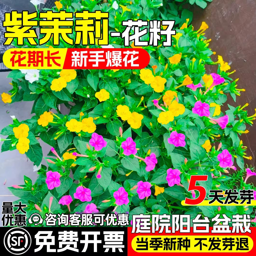 紫茉莉花种子庭院阳台盆栽胭脂花