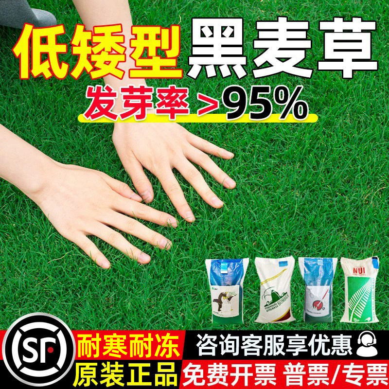 黑麦草种子蓝标多年生耐寒草坪草籽四季常青护坡固土工程绿化庭院