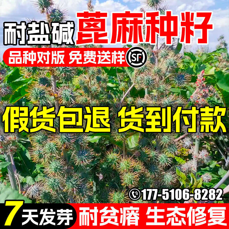 蓖麻种子生态修复红蓖麻观赏榨油
