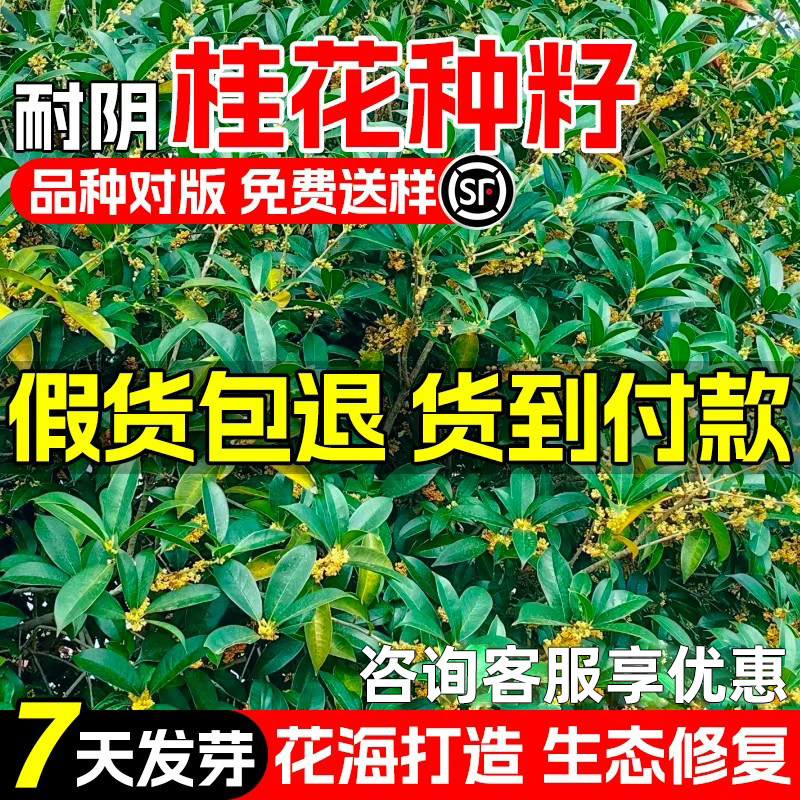 桂花种子四季浓香花海道路美化