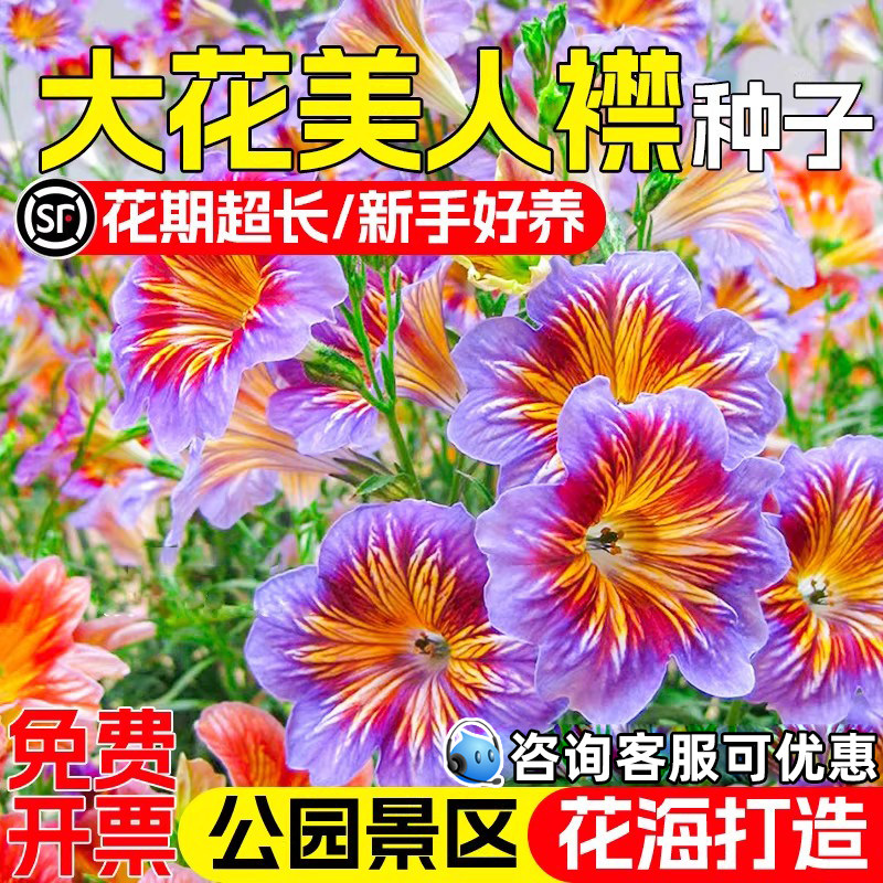 大花美人襟种籽四季阳台庭院盆栽