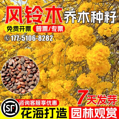 风铃木花海打造园林景观景点设计
