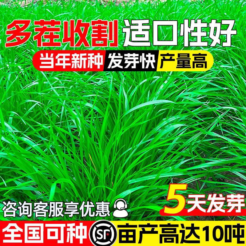 进口耐寒黑麦草种籽四季高产型牧草种子高蛋白畜牧养殖多年生草籽