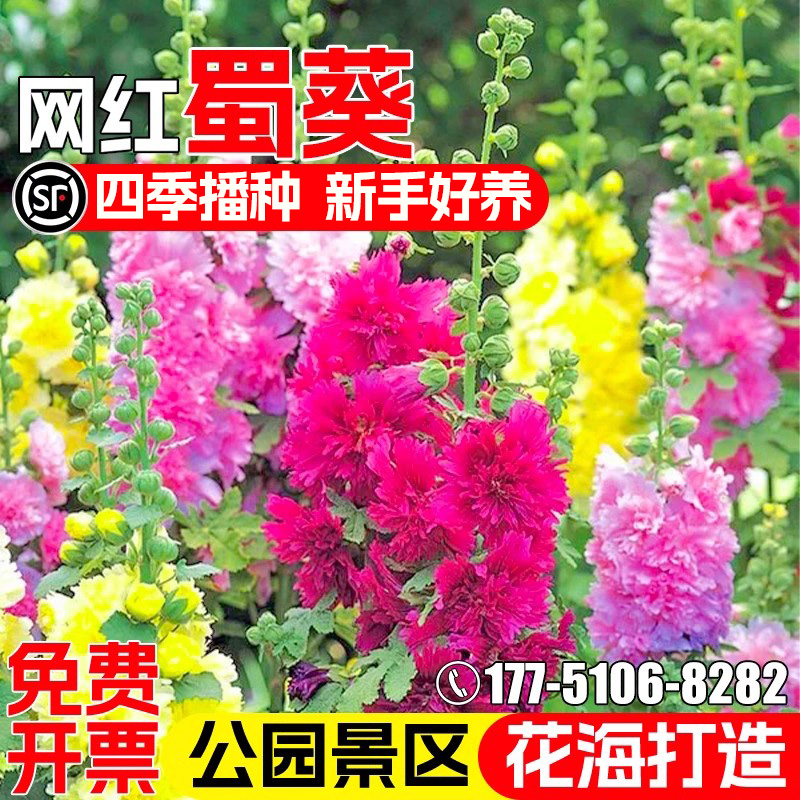 蜀葵花种子四季播种公园小区庭院别墅花籽花海景区野花组合花种籽