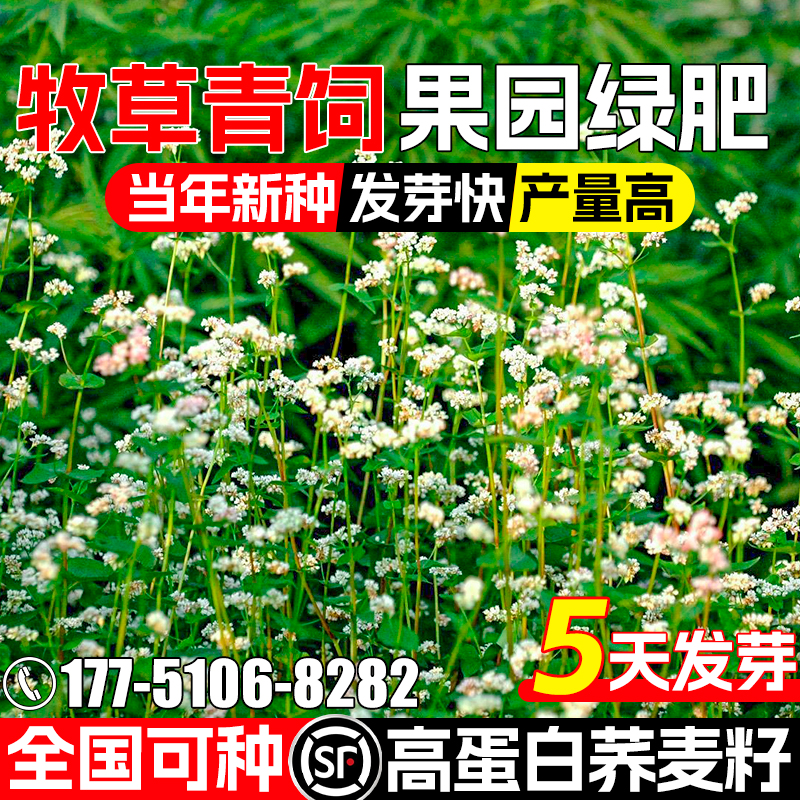 荞麦种子耐寒耐寒果园绿肥牧草青饲耐贫瘠草籽高蛋白四季高产种籽