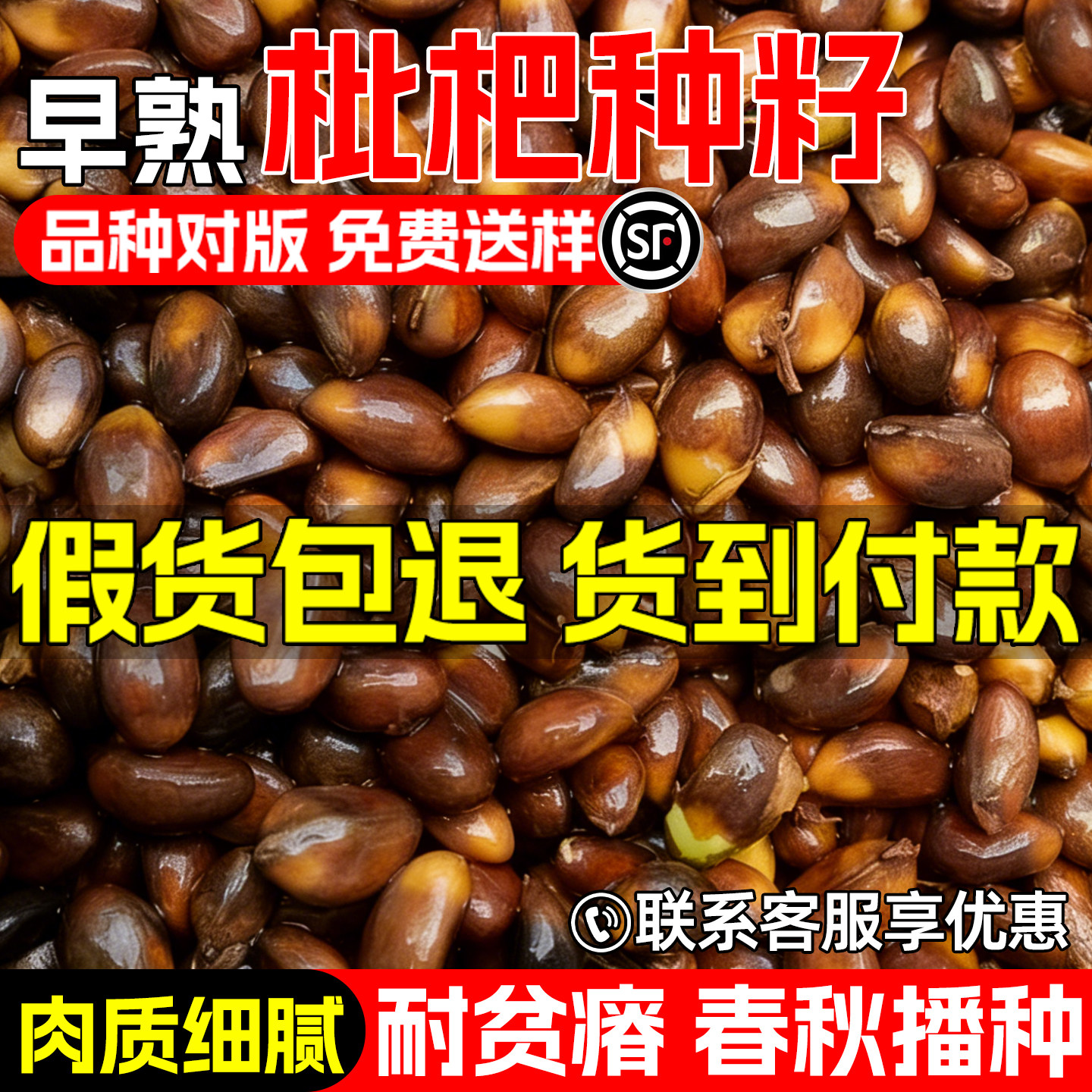 枇杷种子早熟高产大五星枇杷果树