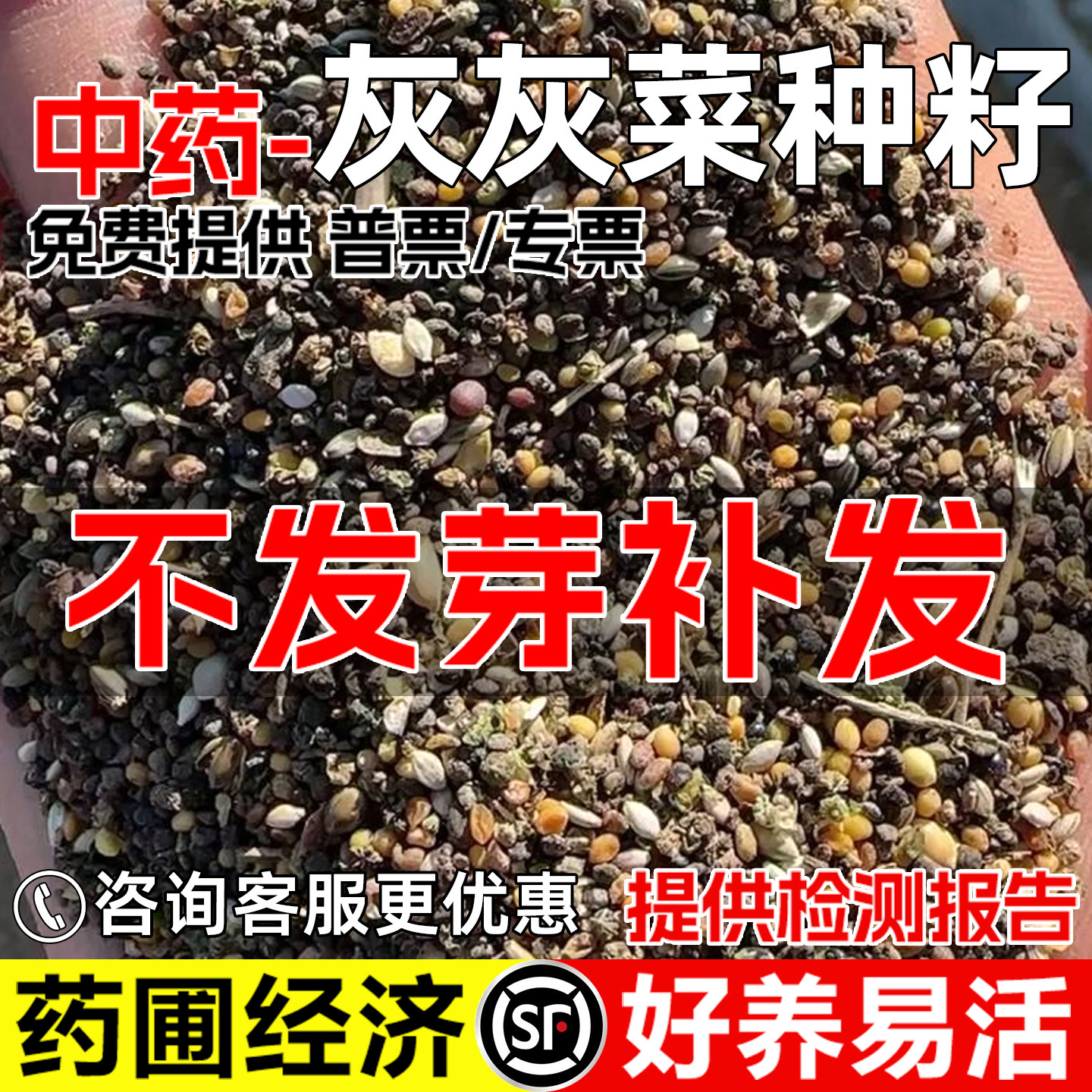 灰灰菜种子灰条菜中药材食用野菜
