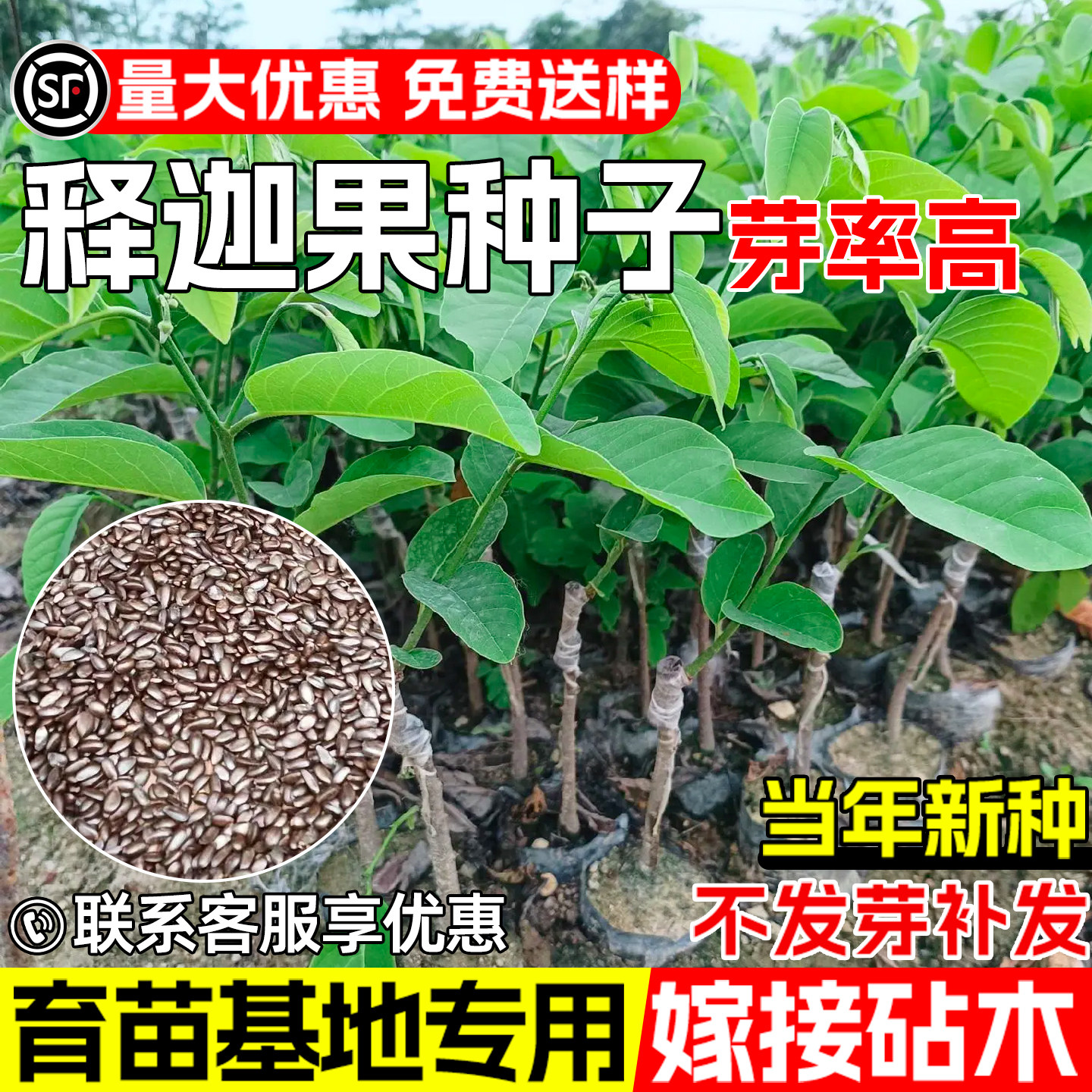 释迦果树种子番荔枝佛头果树种子
