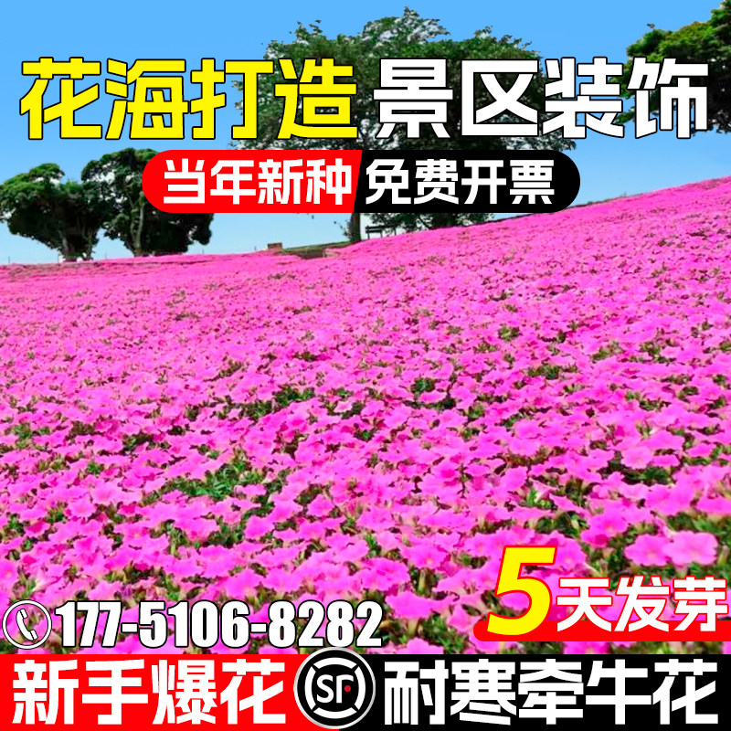 牵牛花种子喇叭花护坡爬藤植物花卉四季播种绿化景观庭院公园花籽