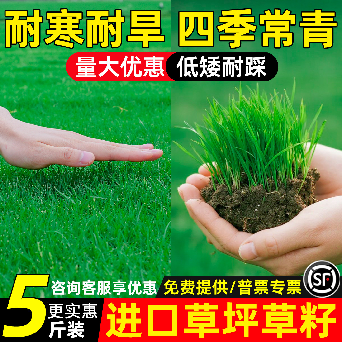 草坪草籽四季常青护坡固土狗牙根马尼拉庭院绿化地毯草黑麦草种子