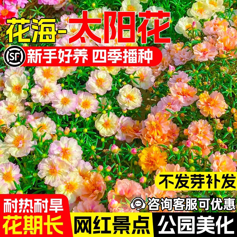 重瓣太阳花种籽盆栽花籽