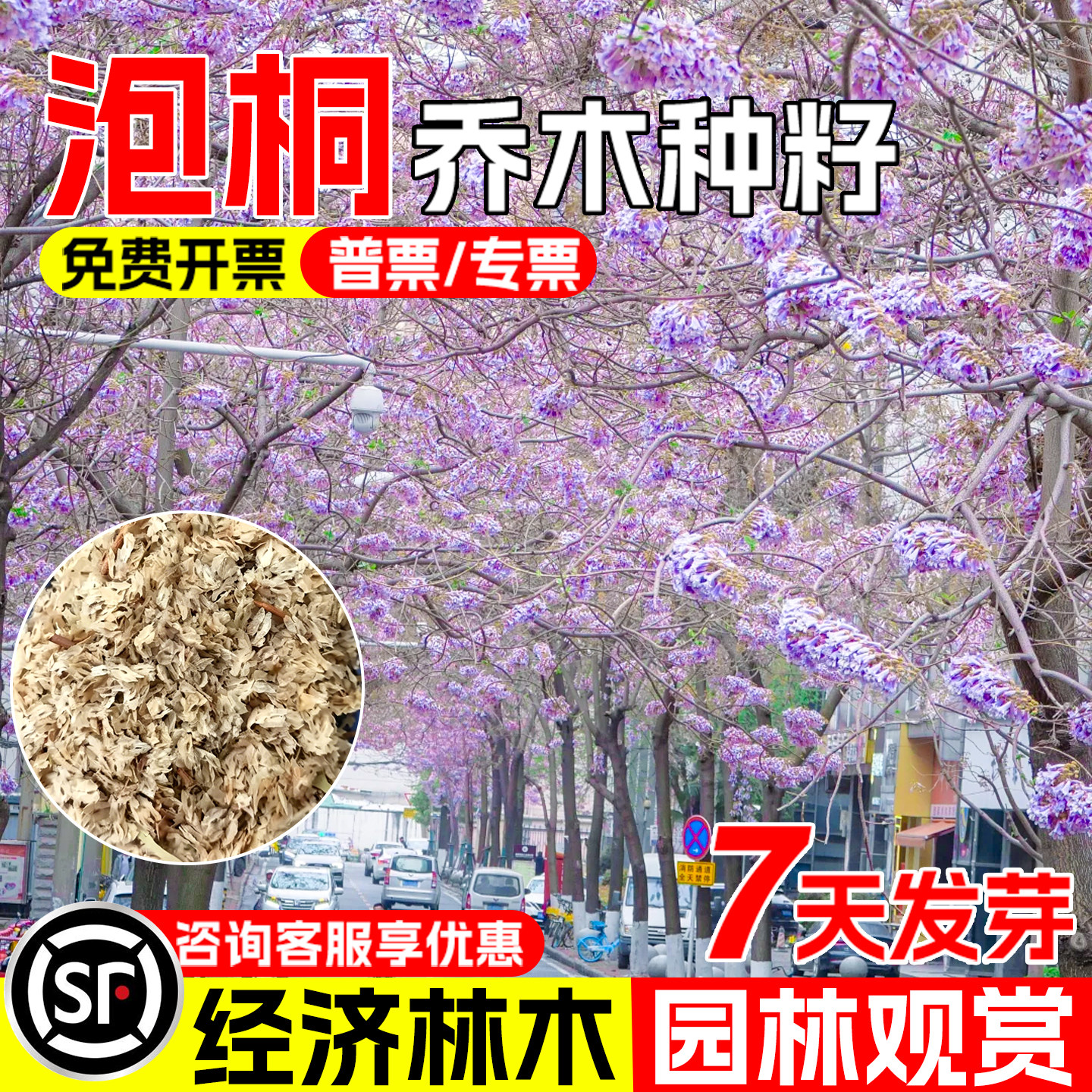 泡桐种子白花泡桐空桐木绿化观赏图片