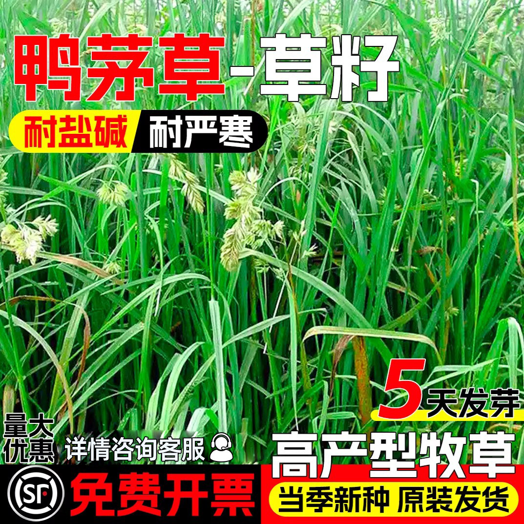 鸭茅草种子耐热耐寒果园草籽喂牛羊鹅兔鸡鸭多年生黑麦草牧草种籽