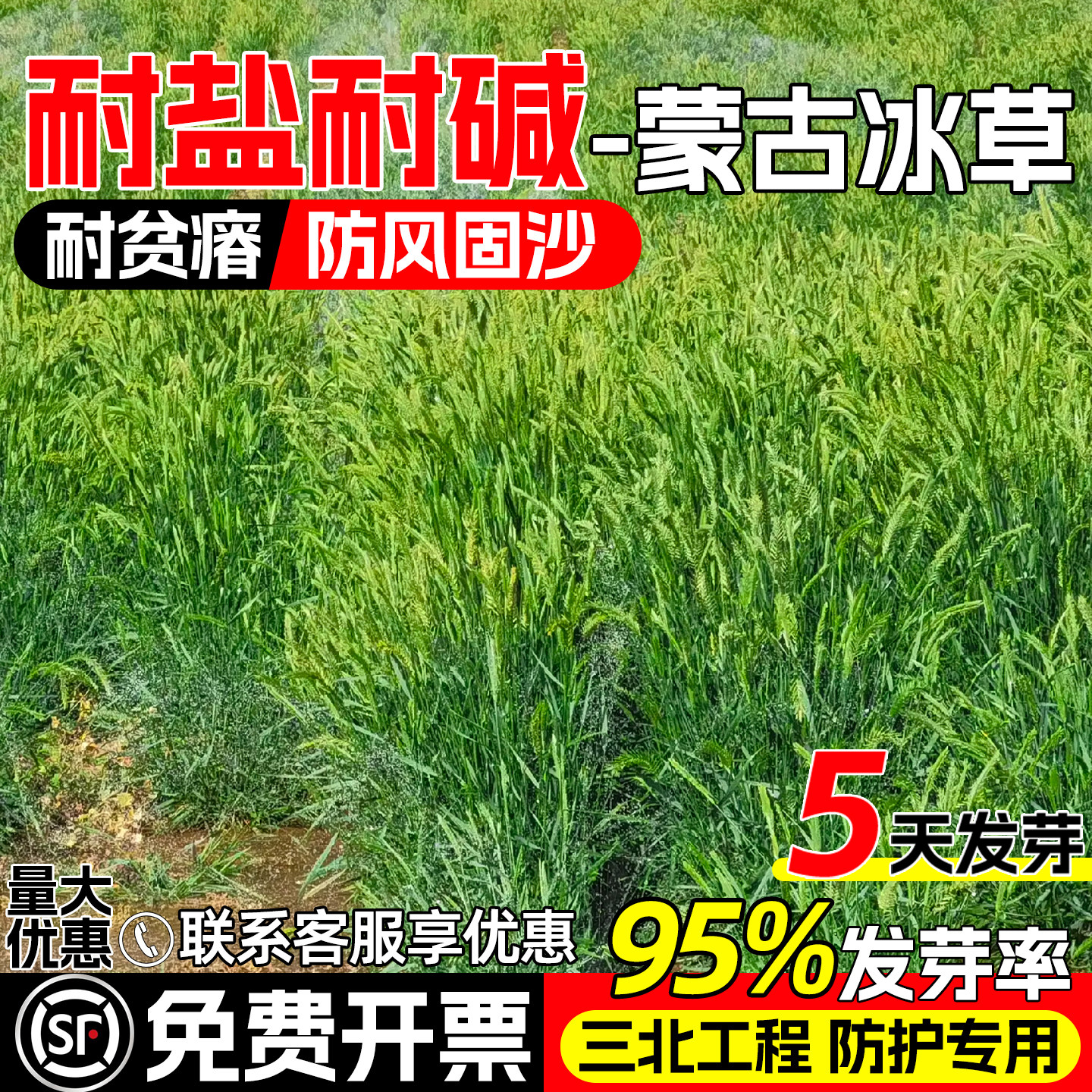 蒙古冰草种子荒漠复绿披碱草种籽