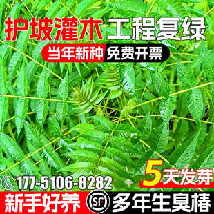 臭椿种籽工程复绿多年生道路绿化护坡固土绿化草籽耐耐寒耐旱种子