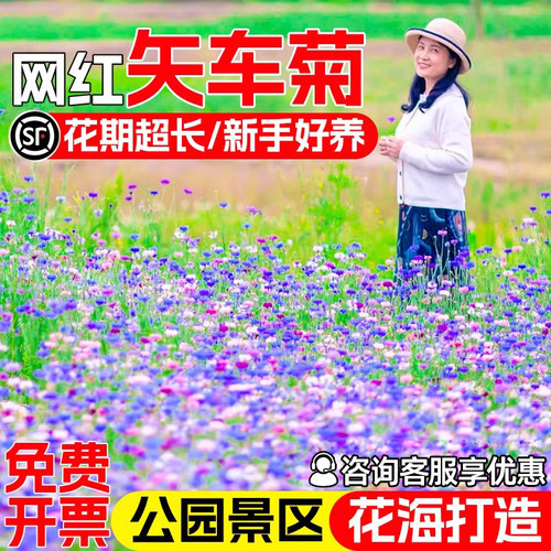 矢车菊花籽四季播种庭院别墅花海