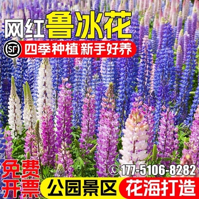 鲁冰花种子野花组合羽扇豆花种籽