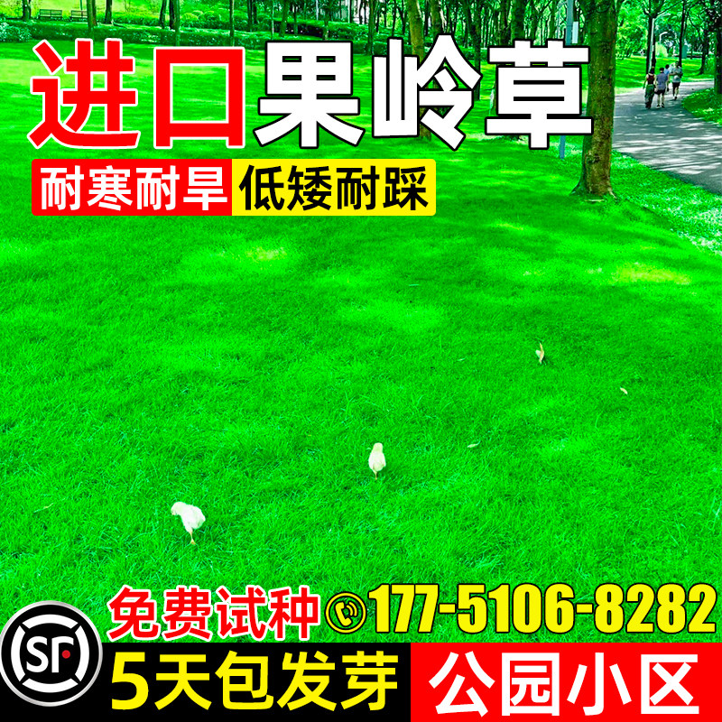 进口果岭草草籽耐寒耐旱低矮耐踩庭院别墅公园小区绿化草坪草种子