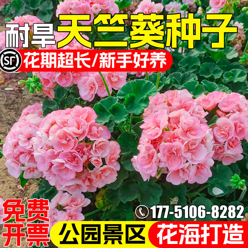 天竺葵花籽公园景区花海美化打造