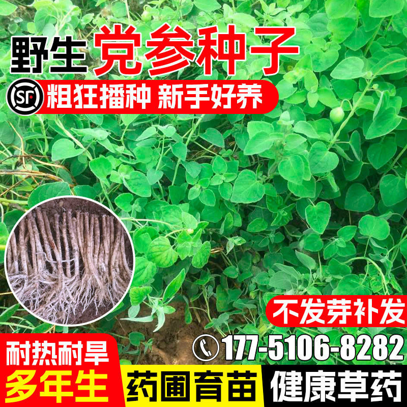 党参种子多年生耐热耐旱野生药材种籽药食两用防风党参黄参中草药