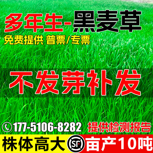 黑麦草种籽牧草种子多年生高产型