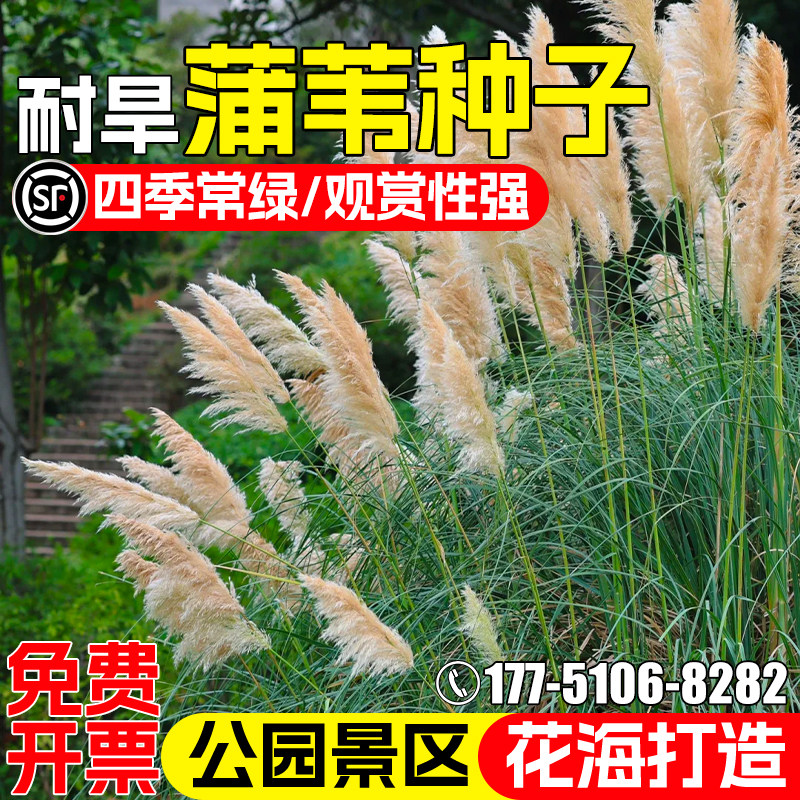 蒲苇种子耐热耐旱矮生芦苇种籽公园景区绿化花海打造护坡固土草籽