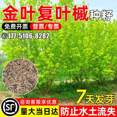 金叶复叶槭种子水土保持道路绿化